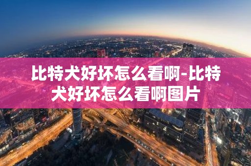 比特犬好坏怎么看啊-比特犬好坏怎么看啊图片